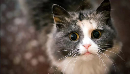 如何预防猫咪疾病